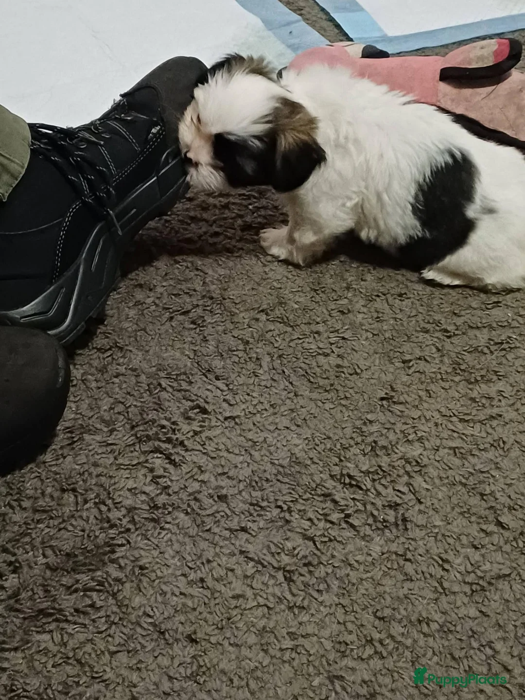 Shih Tzu honden te koop: Te koop - Advertentie 2