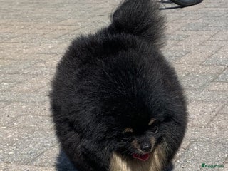 Pomeriaan honden Dekreu te koop fci in Eersel - Advertentie 5