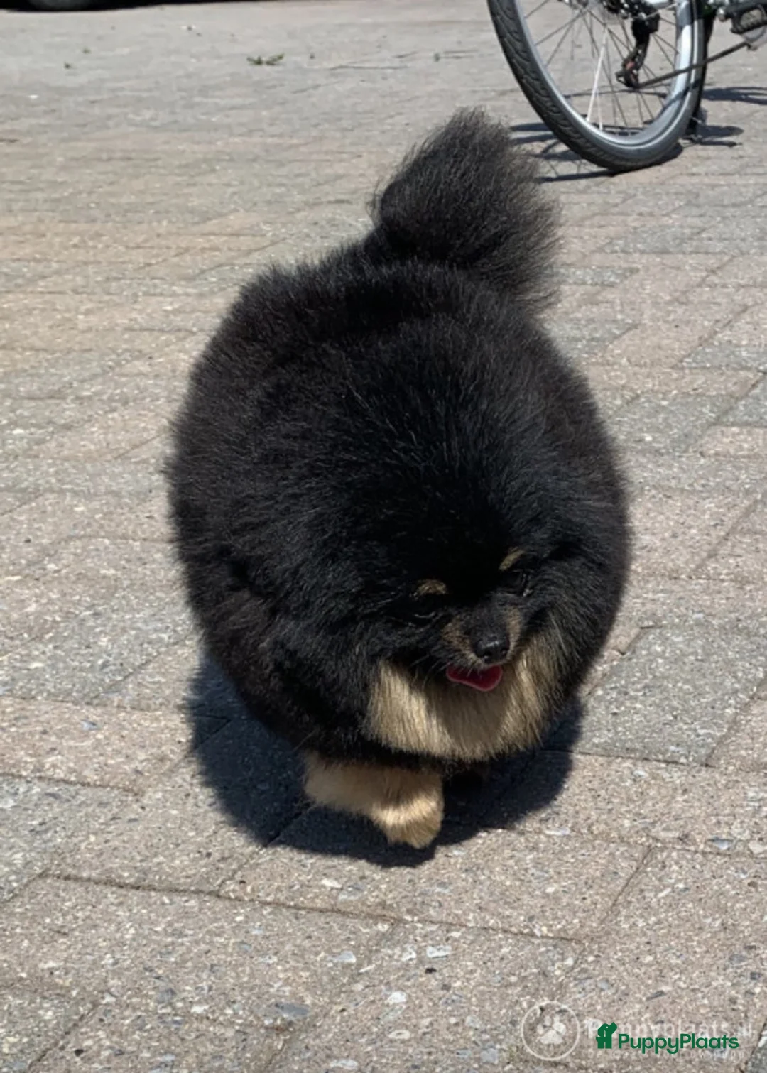 Pomeriaan honden ter dekking: Dekreu te koop fci in Eersel - Advertentie 1