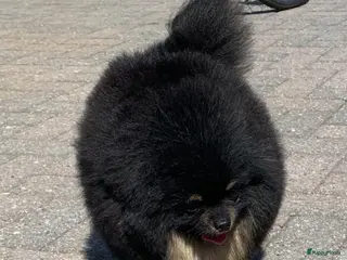 Pomeriaan honden Dekreu te koop fci in Eersel - Advertentie 4