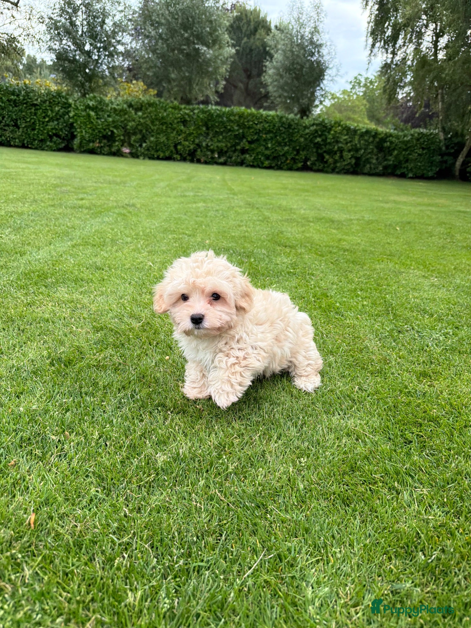 Maltipoo honden Maltipoo (Maltezer x Poedel) pups - Advertentie 1