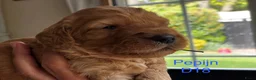 Australian Labradoodle honden te koop: Medium Australian Labradoodle puppy's - Advertentie 13