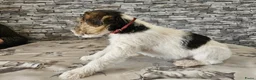 Fox Terriër Draadhaar honden te koop: Fox terier pupies - Advertentie 7