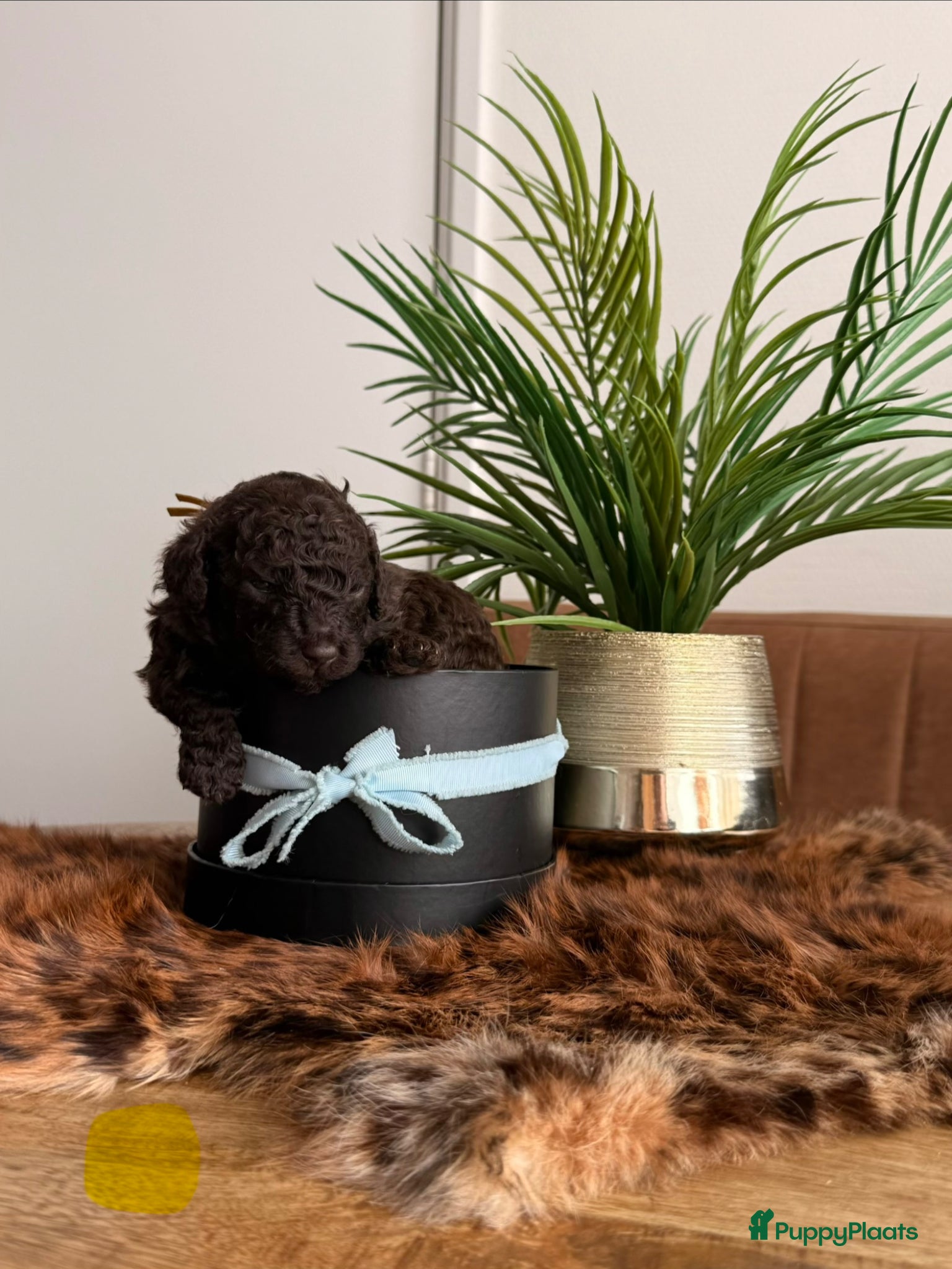 Kruising honden Prachtige hypoallergene pups te reserven - Advertentie 1