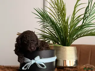Kruising honden Prachtige hypoallergene pups te reserven - Advertentie 1