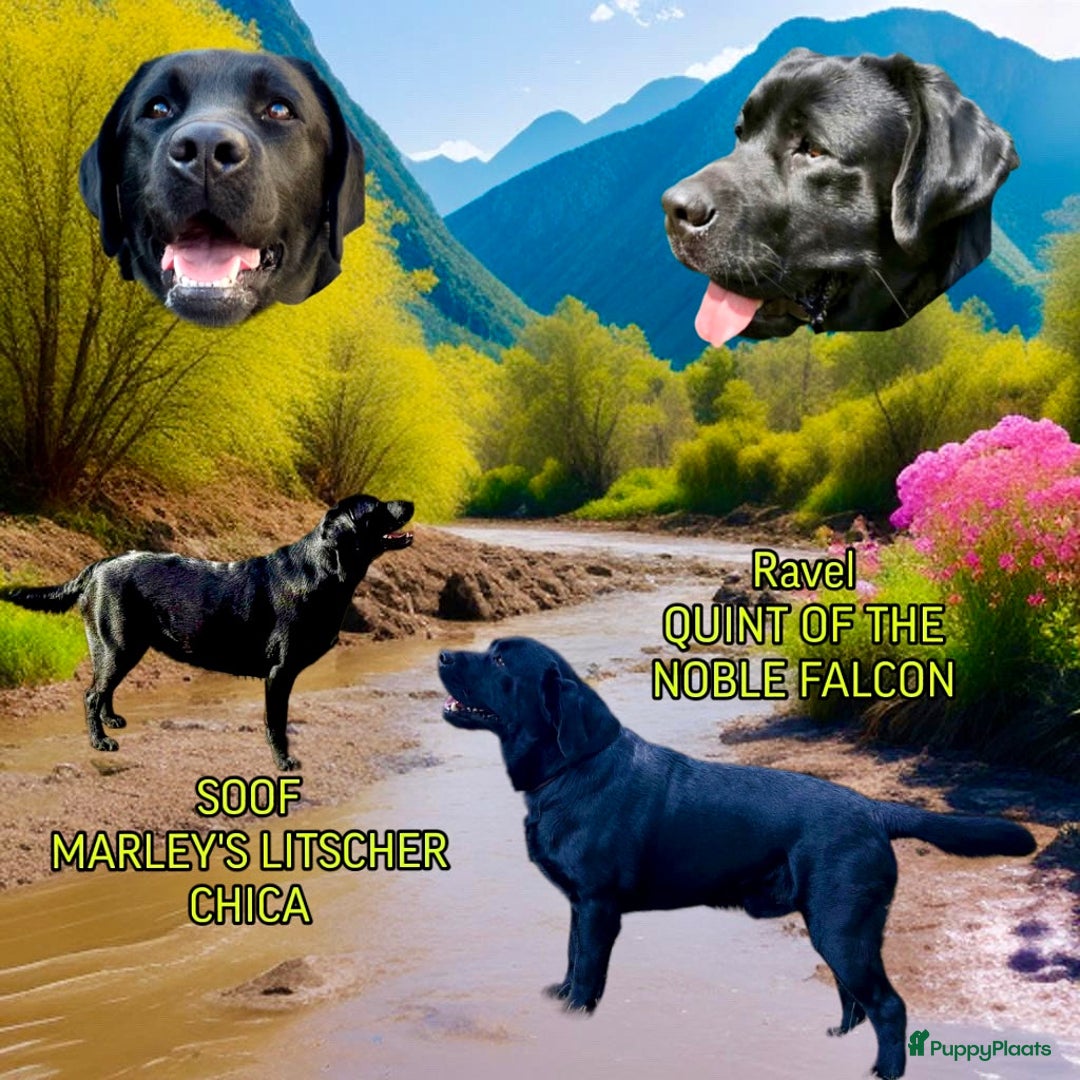 Labrador Retriever honden te koop: Bruin teefje beschikbaar  - Advertentie 4