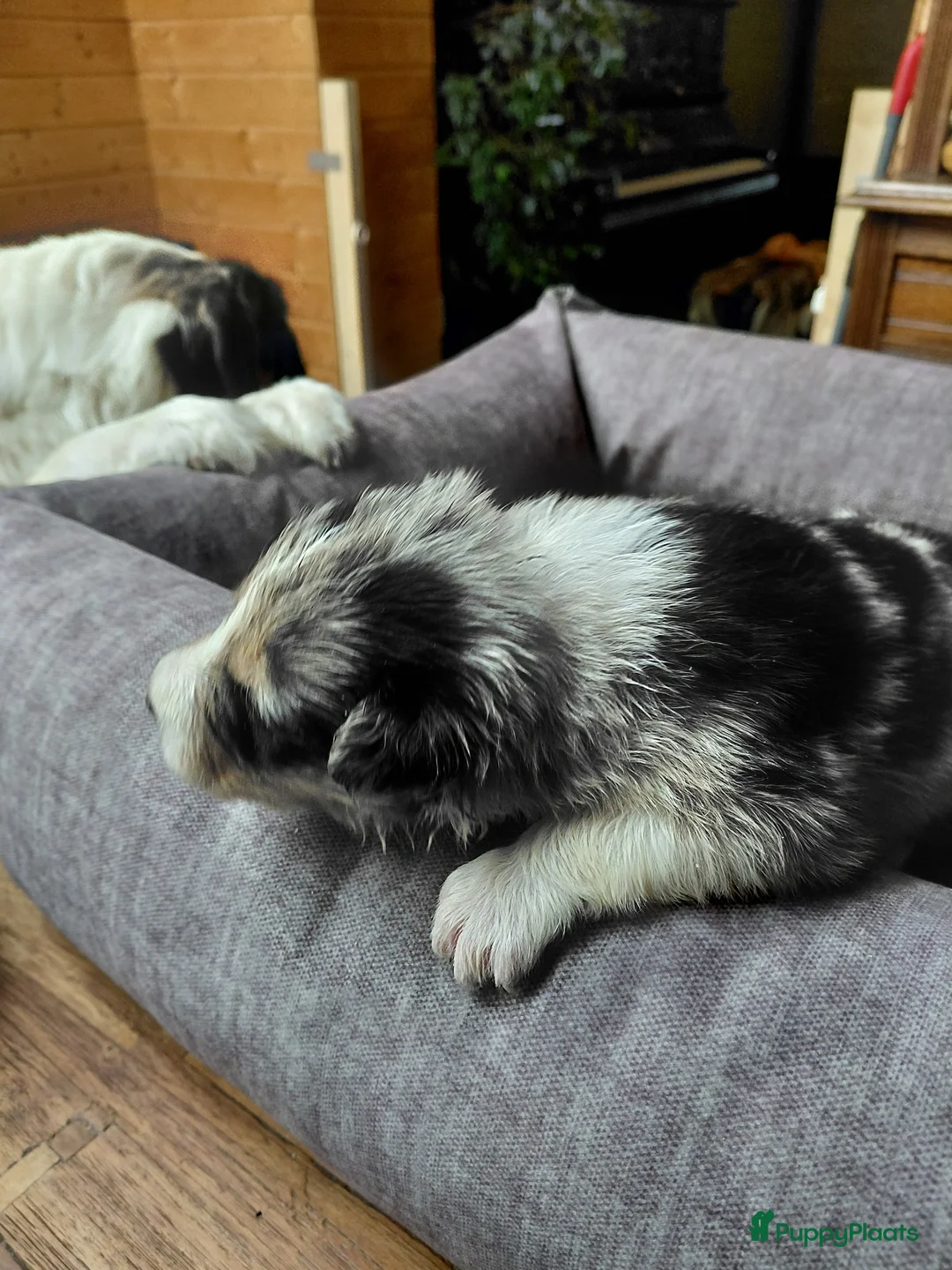 Border Collie honden te koop: Bordercollie pups  - Advertentie 11