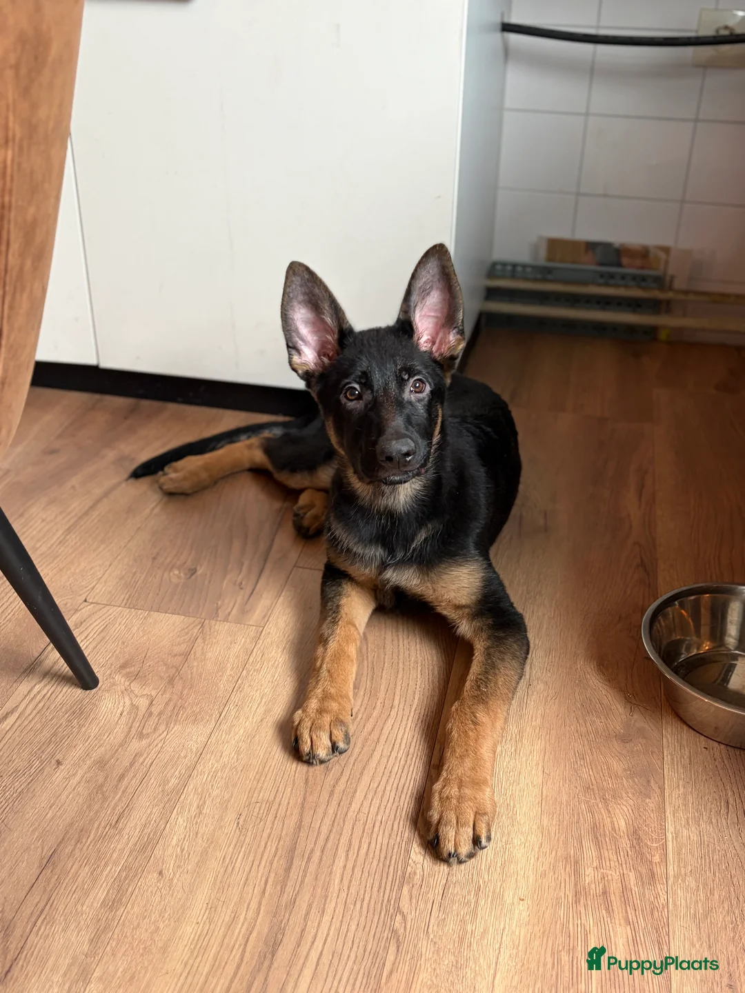 Duitse Herder honden te koop: Herder pup 16 weken (21-9-2025) - Advertentie 3