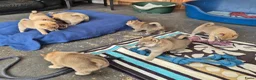 Kruising honden te koop: Shiba inu pups 8 weken (kwart pomeriaan) - Advertentie 19