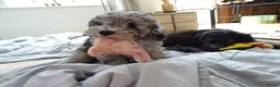 Kruising honden te koop: Prachtige dwerg/toy poedel puppys - Advertentie 11