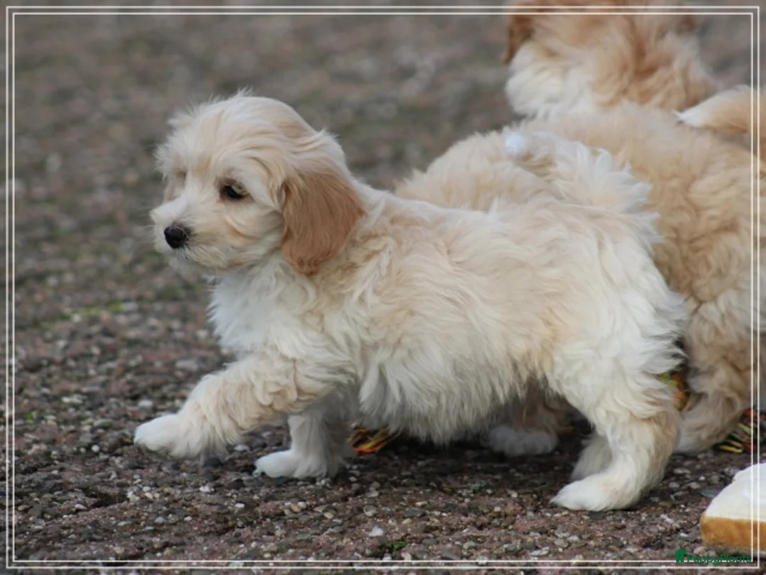 Maltipoo honden te koop: Leuke Maltipoo pups. - Advertentie 7
