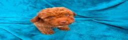 Poedel Toy honden te koop: toy poedel pups rood - Advertentie 12