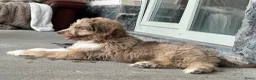 Kruising honden te koop: Australian doodle reu - Advertentie 6