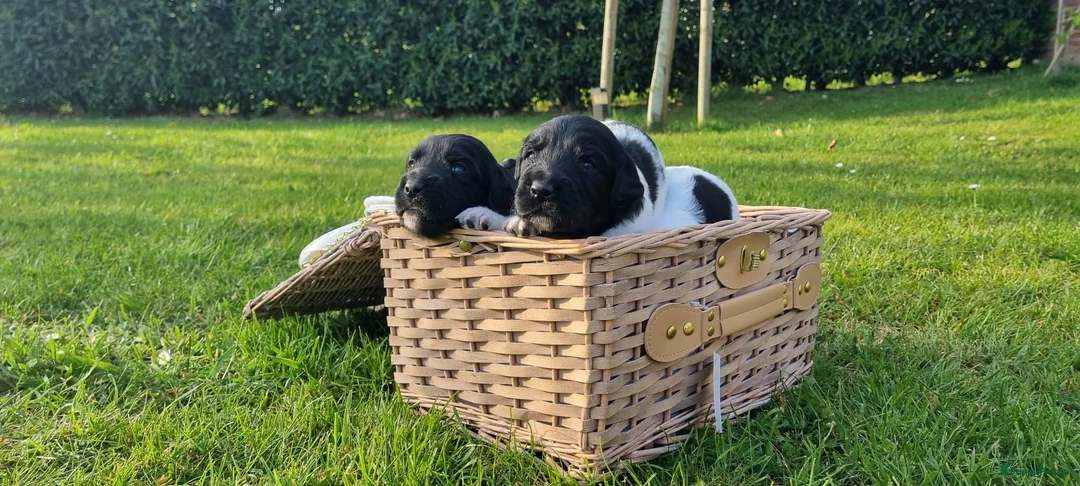 Friese Stabij honden te koop: Onze Donna heeft 6 pups - Advertentie 5