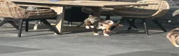 Miniature American Shepherd honden te koop: Miniature American shepherd teefje - Advertentie 3