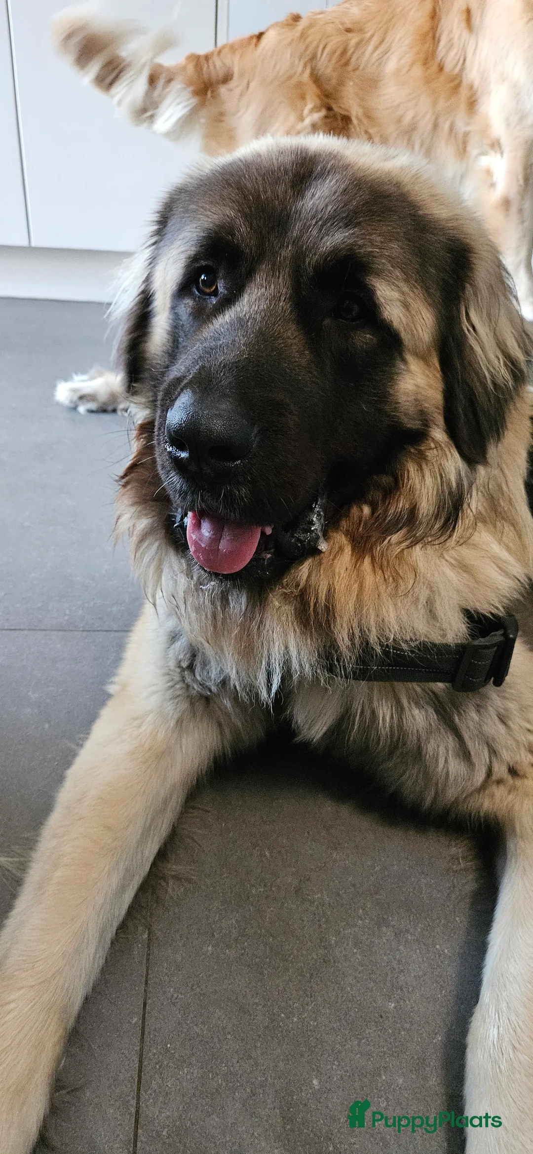 Kruising honden te koop: Reutje - Advertentie 3