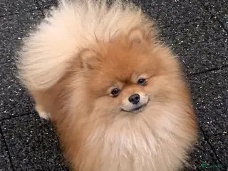 Pomeriaan honden dwergkees/pomeriaan pups met FCI stamboom - Advertentie 13