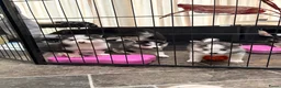 Pomsky honden te koop: Pomsky puppy’s F3 - Advertentie 11
