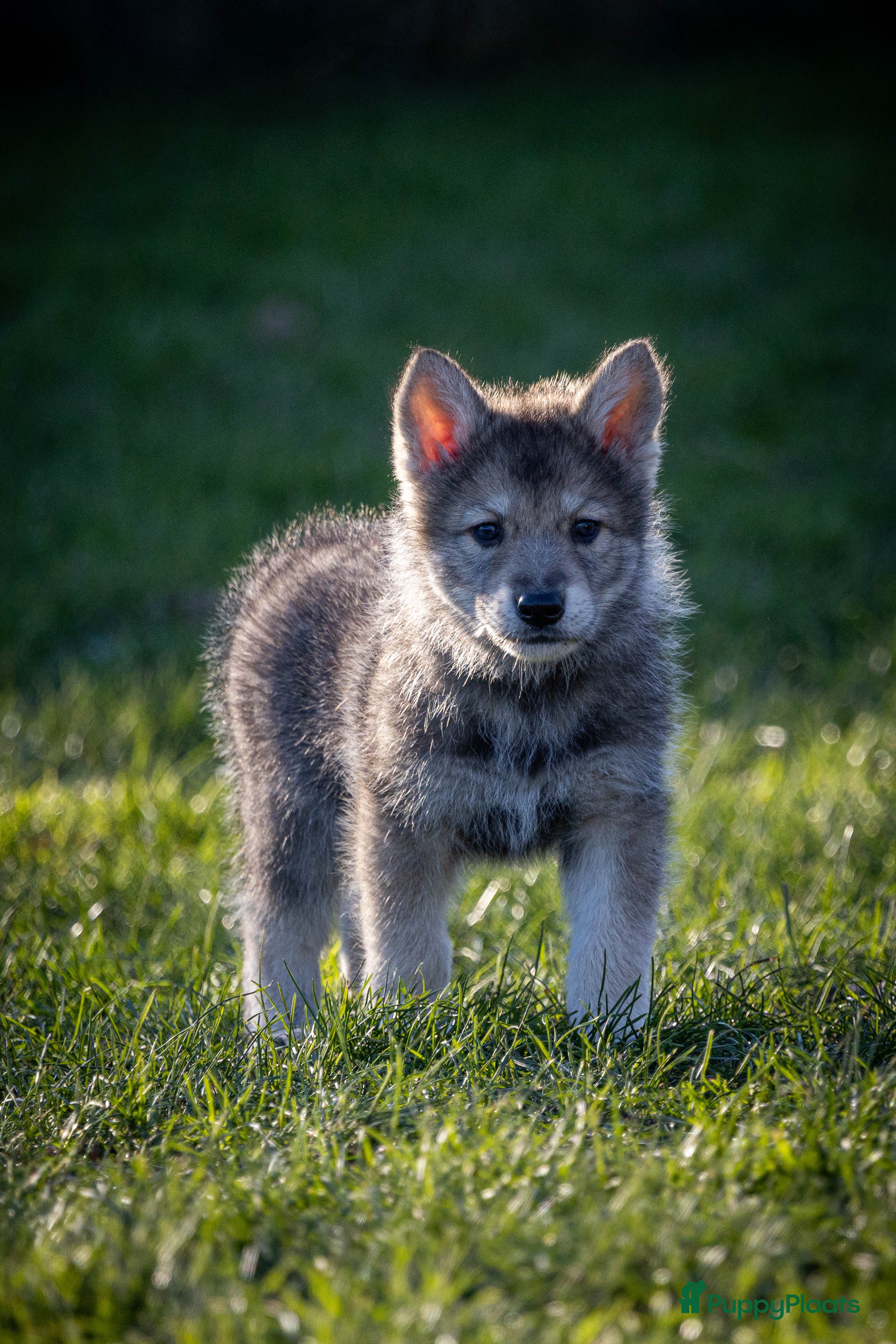 Saarlooswolfhond honden Reutje zoekt mandje - Advertentie 1