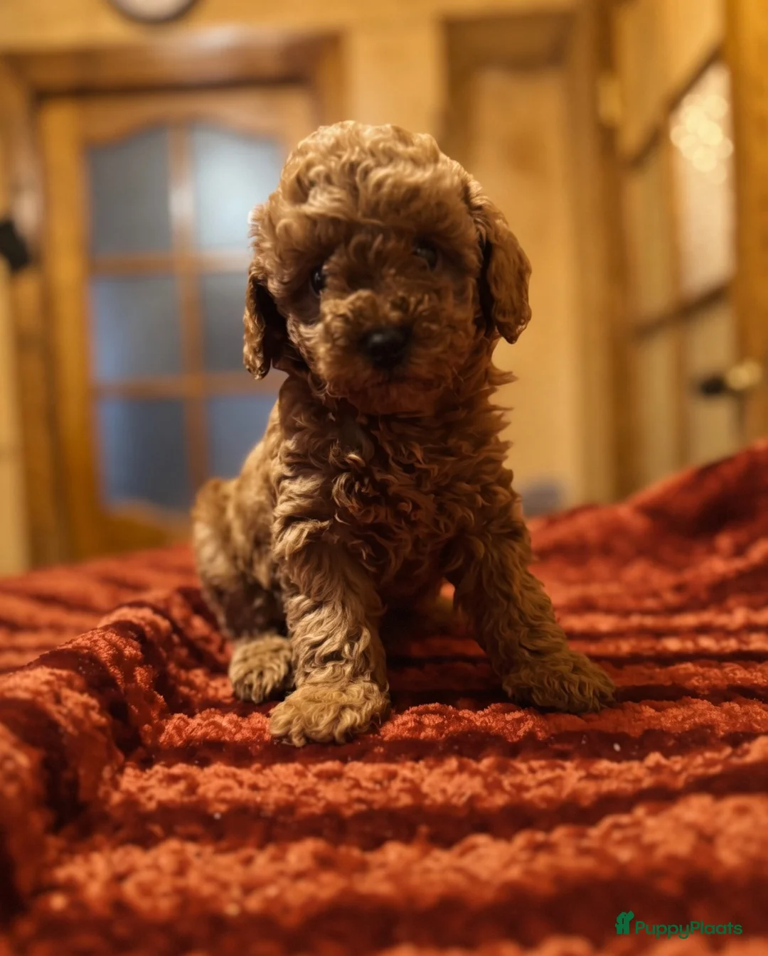 Poedel Toy honden te koop: Toypoedel pups in Deventer - Advertentie 2