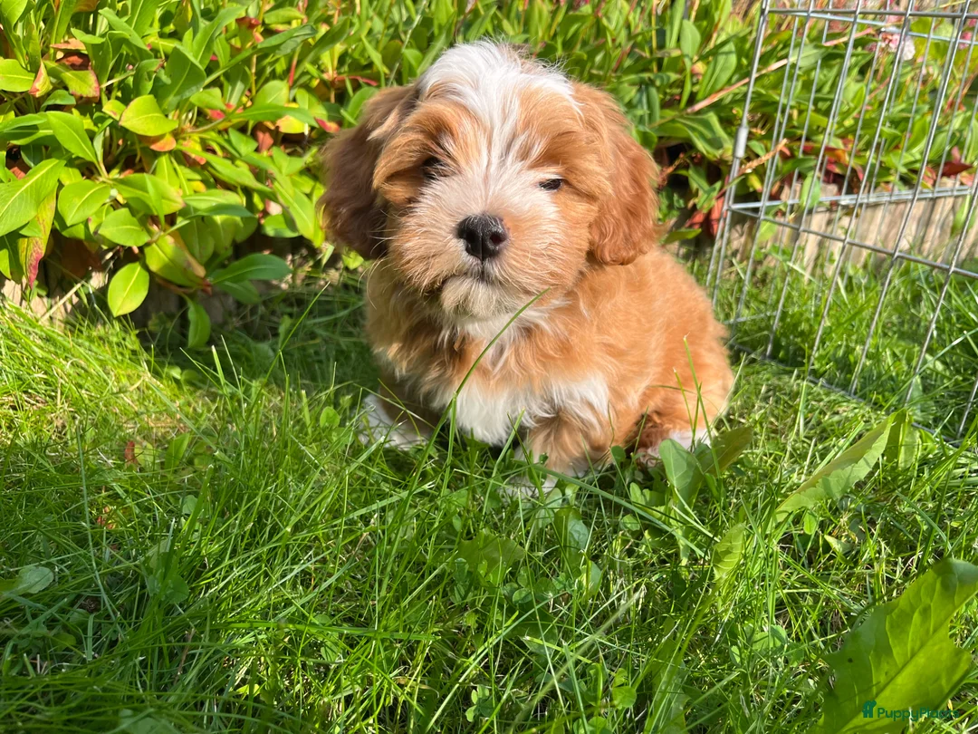 Havanezer honden te koop: Lief Havanezer teefje - Advertentie 5