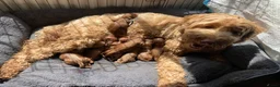 Kruising honden te koop: (Kleine) medium Labradoodles - Advertentie 2