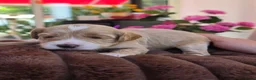 Australian Labradoodle honden te koop: Prachtig nestje Australian Labradoodles  - Advertentie 13