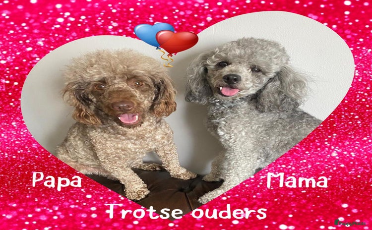 Poedel Toy honden - Advertentie 2