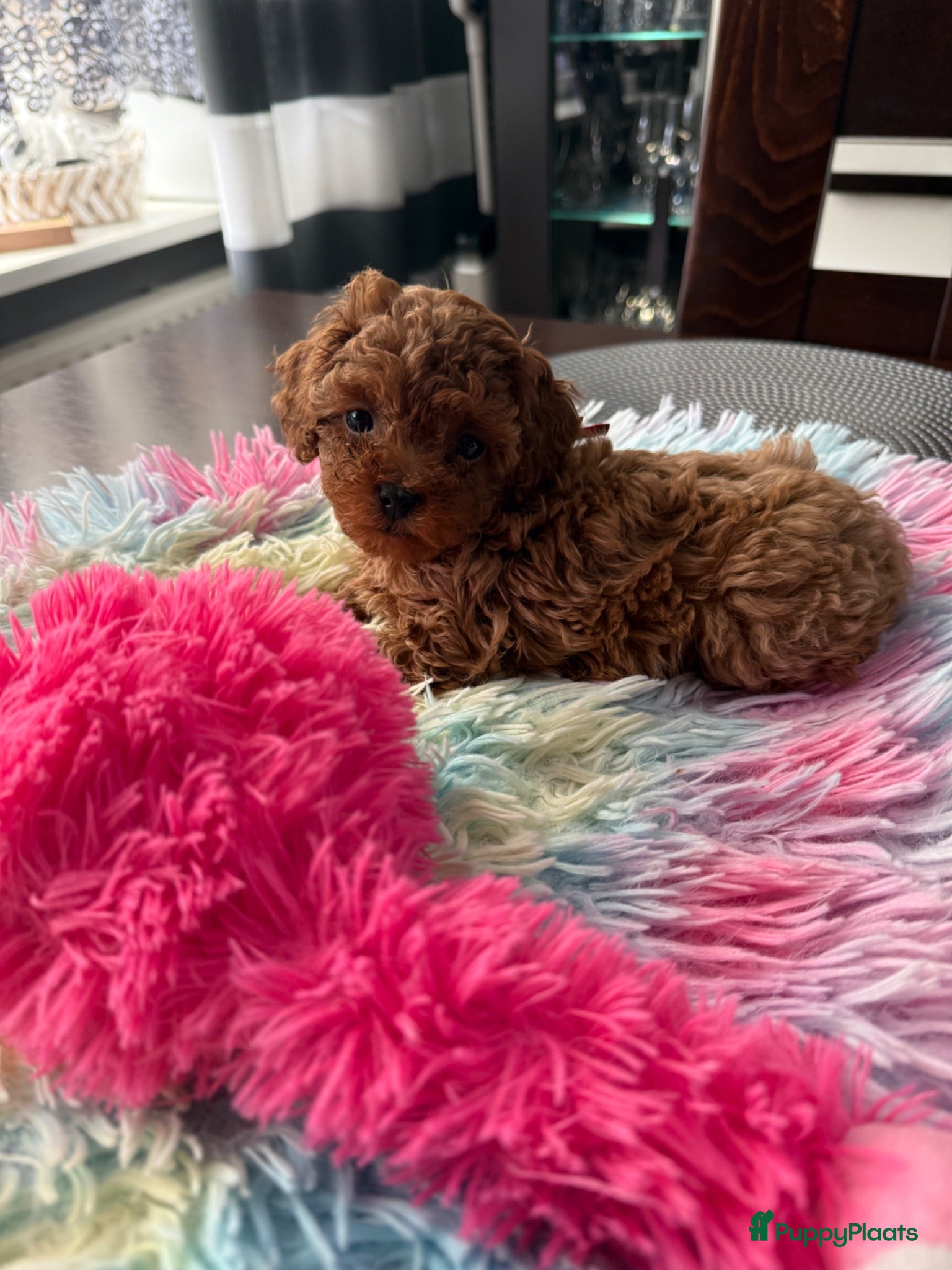 Poedel Toy honden Poedel toy pups 🐩 1 teef   beschikbaar !!! - Advertentie 5