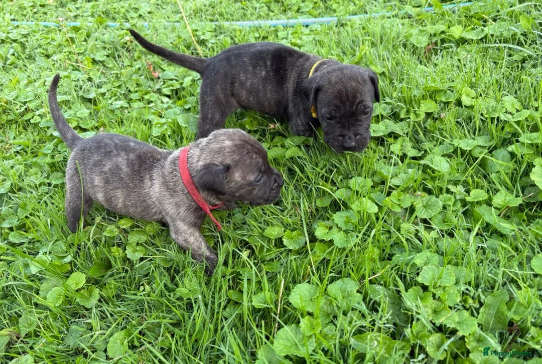 Presa Canario honden te koop: Presa canario pups teefjes FCI - Advertentie 7