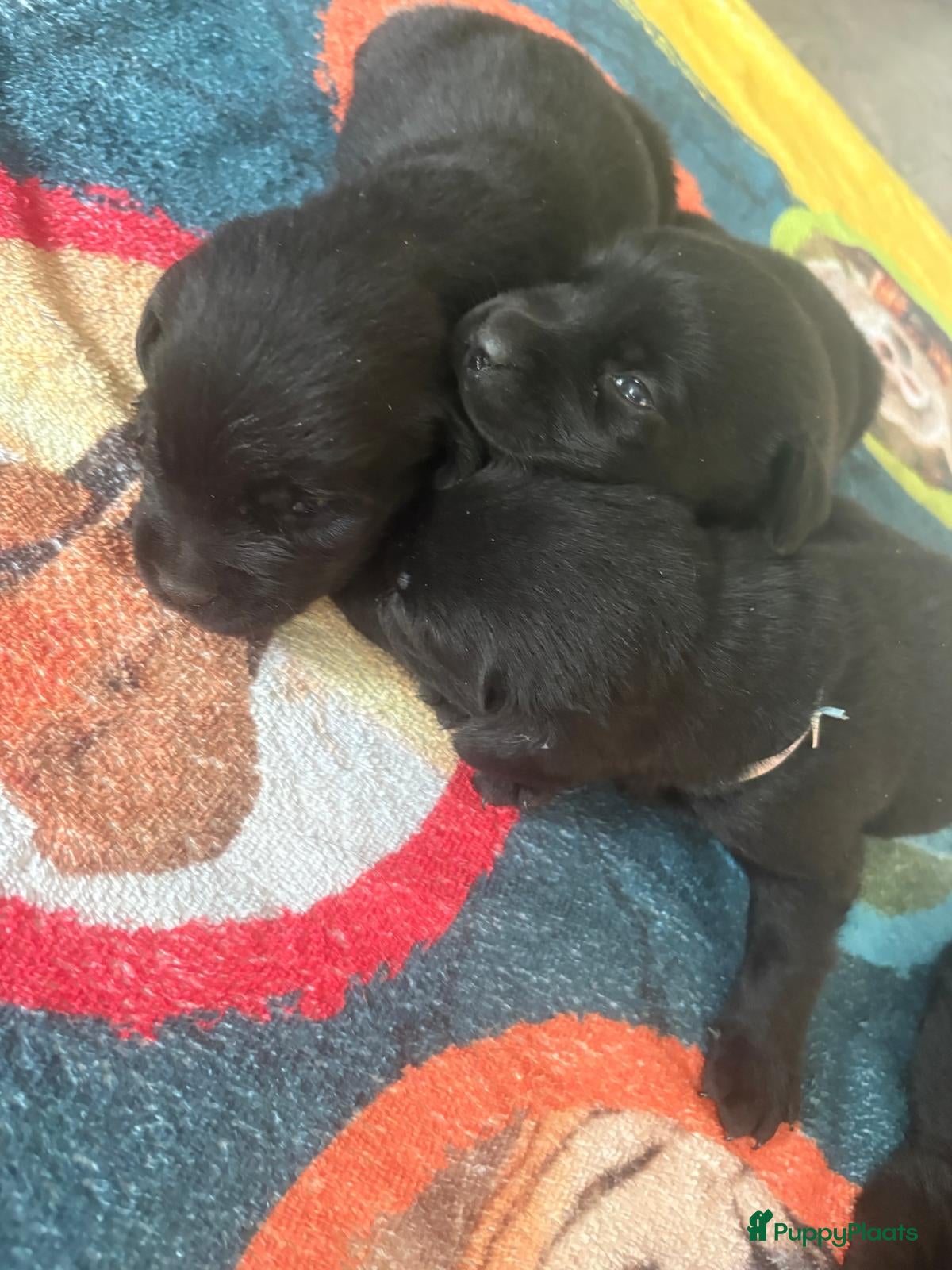 Labrador Retriever honden Raszuivere labradors - Advertentie 2