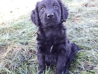 Kruising honden Friese Stabij X Labrador/ Friese Stabij pups - Advertentie 2
