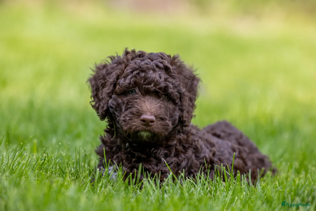 Galerij afbeelding {{count}}