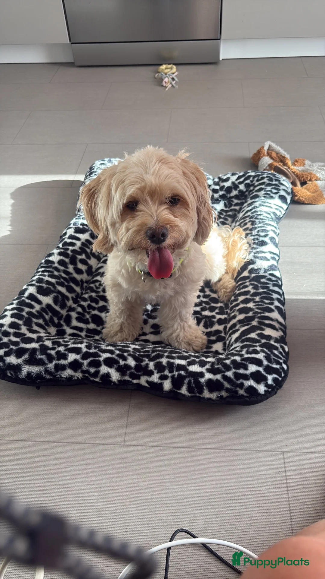 Maltipoo honden te koop: Maltipoo puppys - Advertentie 1