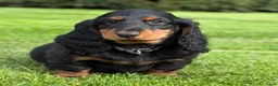 Teckel (langhaar) honden te koop: Teckelpups langhaar met FCI stamboom standaard - Advertentie 5