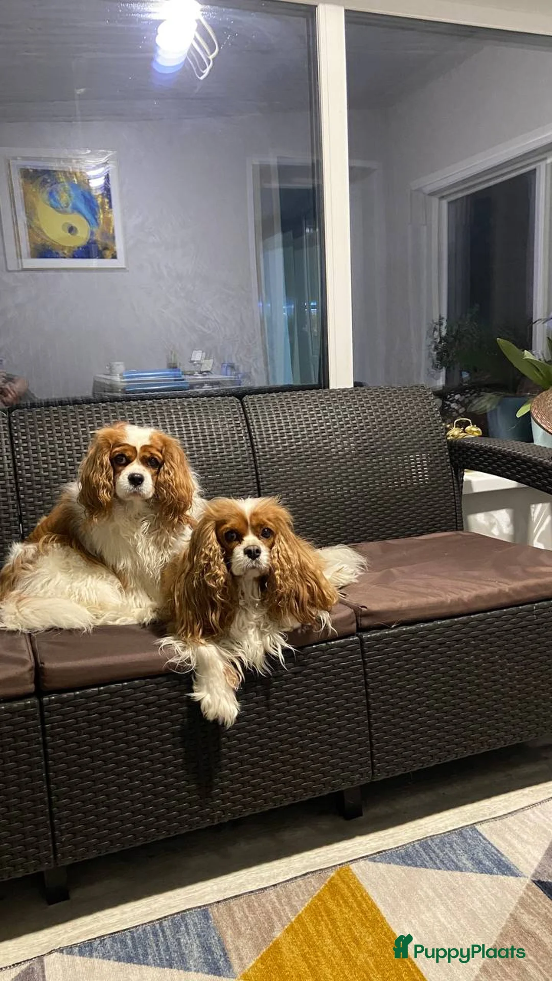 Cavalier King Charles Spaniel honden te koop: CavalierKingCharlesSpaniel pup - Advertentie 6
