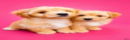 Maltipoo honden te koop: Schattige gezonde maltipoo pups - Advertentie 3