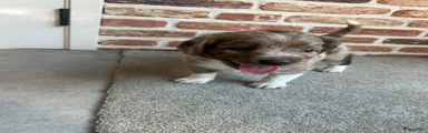 Kruising 1