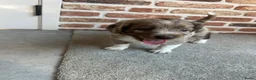 Kruising honden te koop: Heidewachtel /australian shepherd puppy’s  in Deurne - Advertentie 5