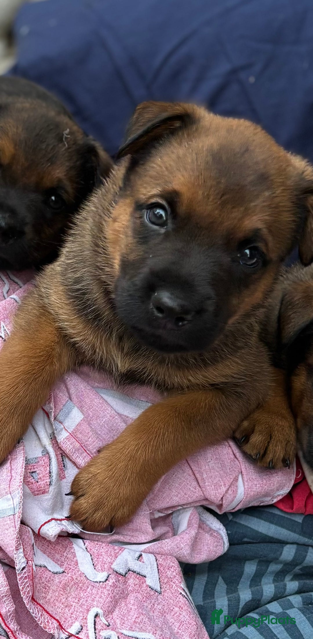 Kruising honden te koop: Mechelse herder & rotweiler - Advertentie 7