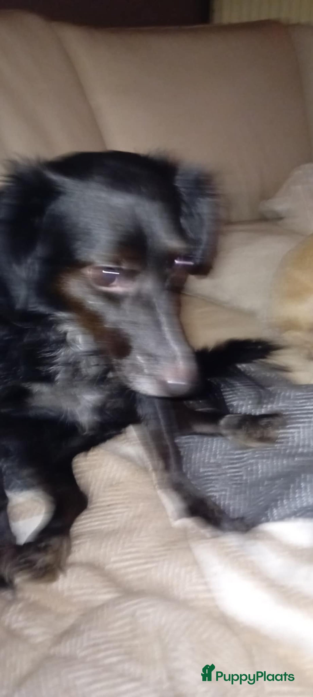 Kruising honden te koop: Wendy zoekt baasje - Advertentie 2