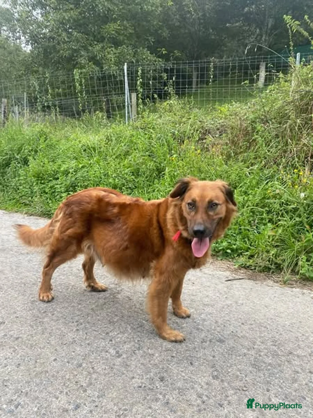 Kruising honden ter adoptie: Gastgezin gezocht voor een Baskische herder reu - Advertentie 3