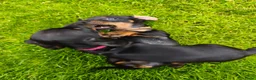 Teckel (korthaar)  honden te koop: Ras zuivere dwerg teckel pups  - Advertentie 9