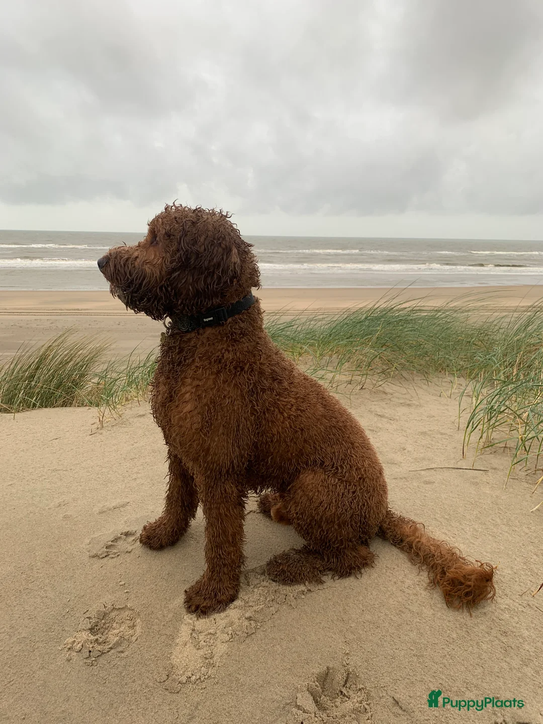 Australian Labradoodle honden ter dekking: Australian Labradoodle dekreu – volledig getest - Advertentie 5