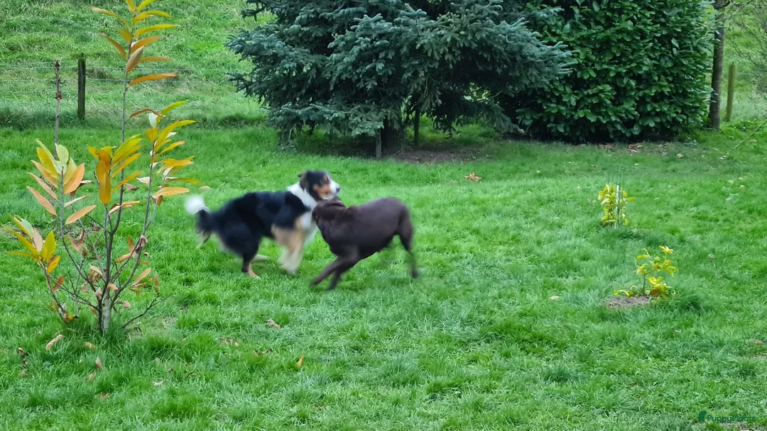 Kruising honden te koop: Uniek Borador pups van Stamboomouders F1 - Advertentie 20