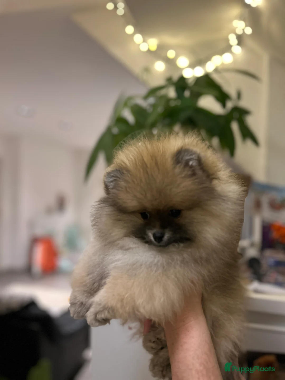 Pomeriaan honden te koop: ❤️Pomeranian❤️ - Advertentie 9