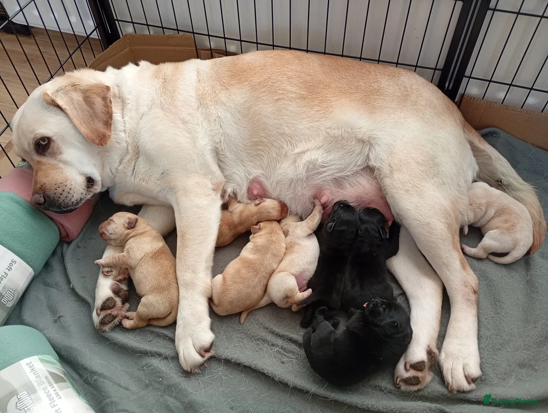 Labrador Retriever honden te koop: Labrador retriever puppies - Pedigree  - Advertentie 2