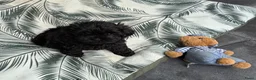 Shihpoo honden te koop: Shih-Poo pups in Elim - Advertentie 4