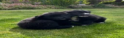 Kruising honden te koop: Lieve pups 3/4 Berner en 1/4 Labrador  - Advertentie 5