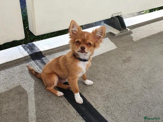 Chihuahua honden Chihuahua dekreu ( niet te koop ) in Enschede - Advertentie 2